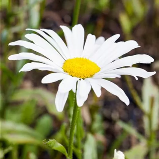 Leucanthemum x superb.'Silberprinze', gen.