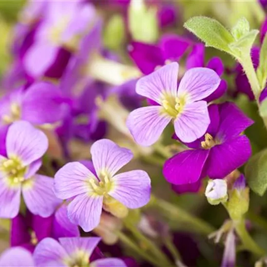 Aubrieta x cult.'Kitte'