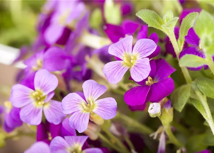 Aubrieta x cult.'Kitte'