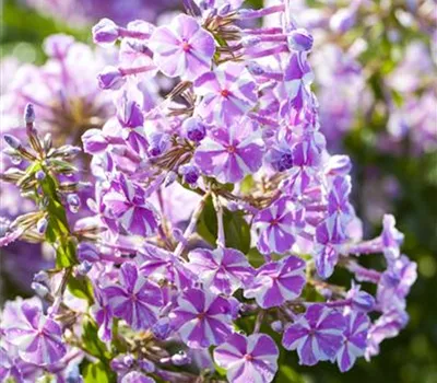 Phlox subulata 'Candy Stripes'