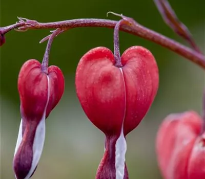 Dicentra spectabilis 'Valentine' -R-