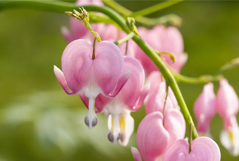 Dicentra spectabilis Dicentra spectabilis