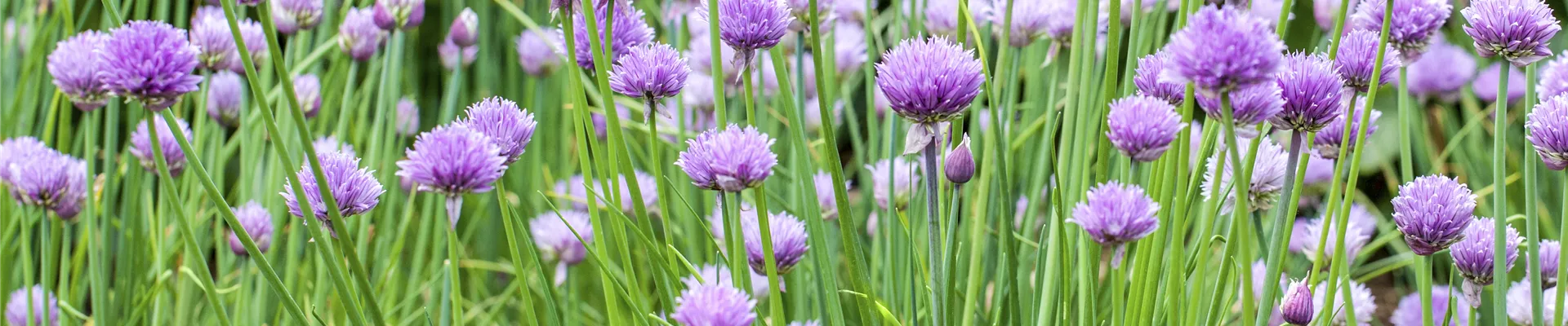 Allium schoenoprasum Allium schoenoprasum