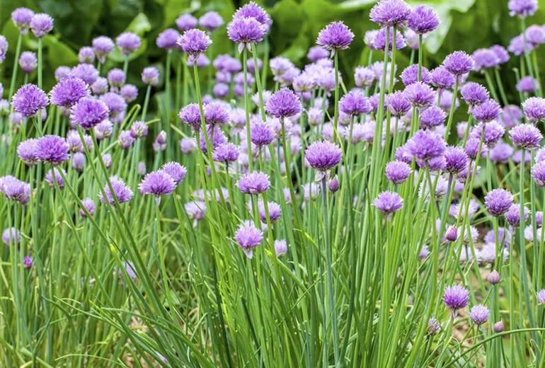 Allium schoenoprasum
