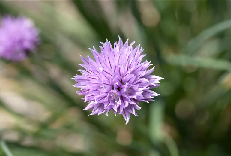 Allium schoenoprasum Allium schoenoprasum
