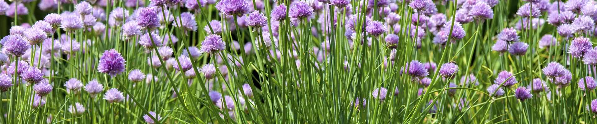 Allium schoenoprasum Allium schoenoprasum