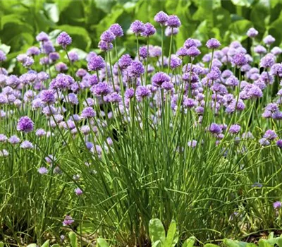 Schnittlauch: Frische in der Küche, das ganze Jahr Schnittlauch: Frische in der Küche, das ganze Jahr