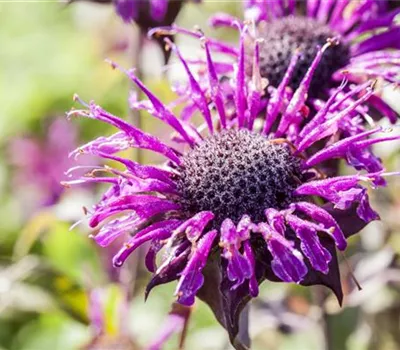 Monarda fistulosa 'Prärienacht'