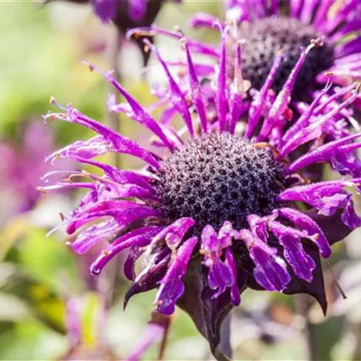 Monarda fistulosa 'Prärienacht'