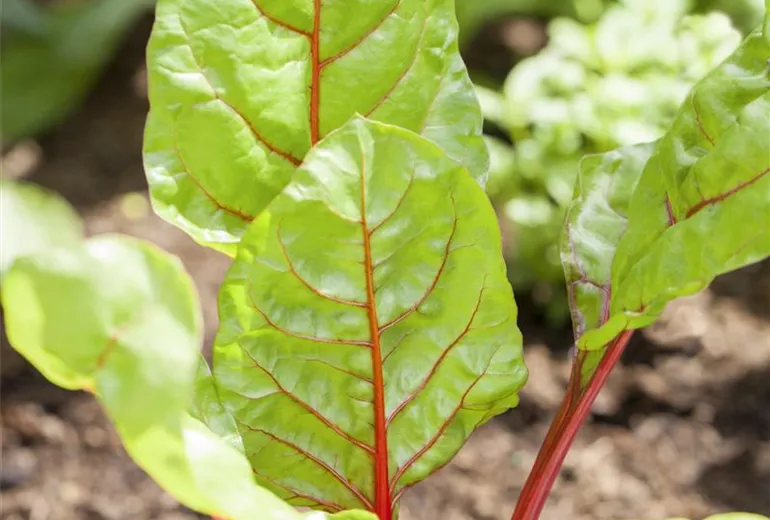 Beta vulgaris var. cicla Beta vulgaris var. cicla