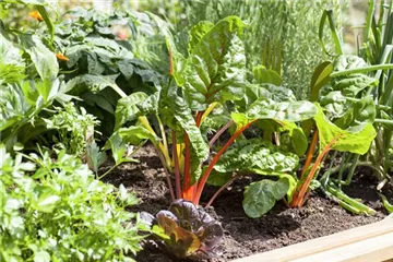 Frisches und leckeres Gemüse aus dem eigenen Garten