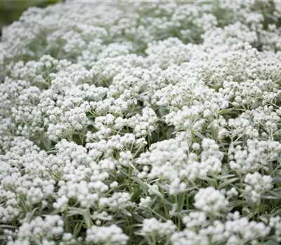 Anaphalis triplinervis 'Silberregen'