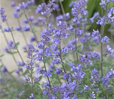 Nepeta x faassenii