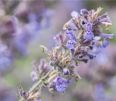 Nepeta racemosa 'Grog'