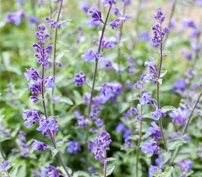Nepeta x faassenii 'Junior Walker' -R-