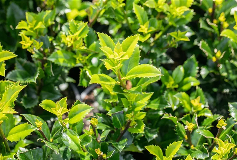 Ilex meserveae 'Heckenstar'(s) Ilex meserveae 'Heckenstar'(s)