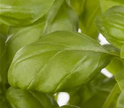 Ocimum basilicum 'Genovese'