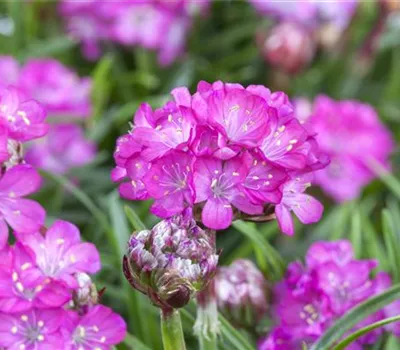 Armeria maritima 'Splendens'
