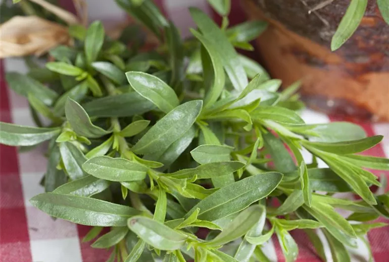 Satureja hortensis Satureja hortensis