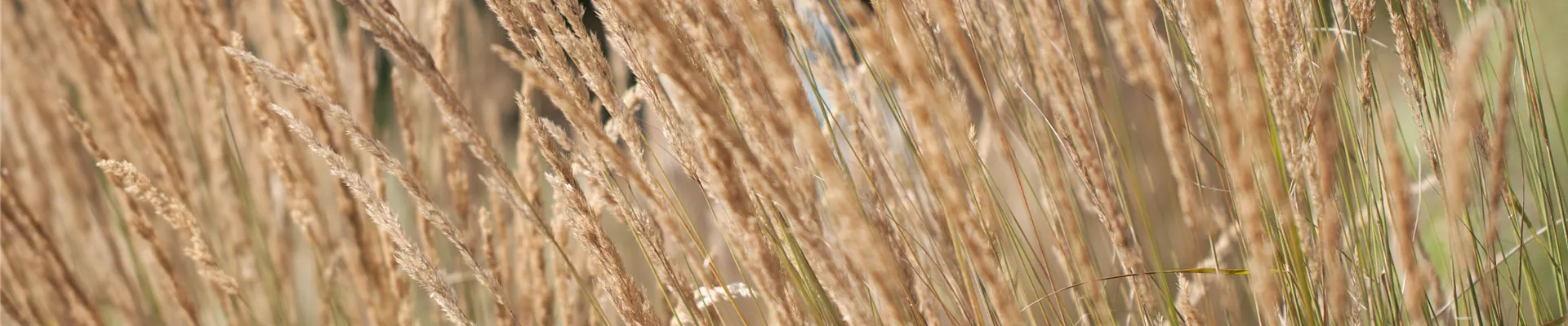Calamagrostis x acutiflora Calamagrostis x acutiflora