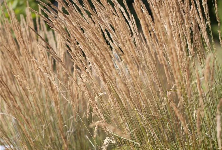 Calamagrostis x acutiflora Calamagrostis x acutiflora