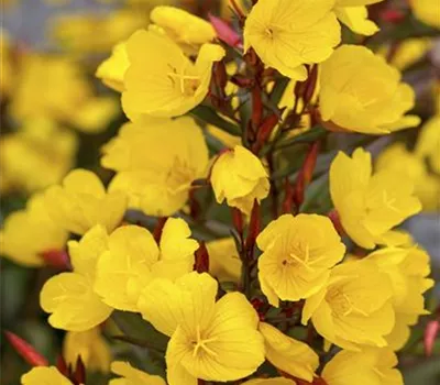 Oenothera macrocarpa