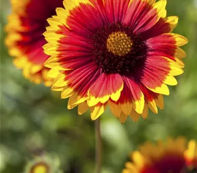 Gaillardia x grandiflora 'Fackelschein' Gaillardia x grandiflora 'Fackelschein'