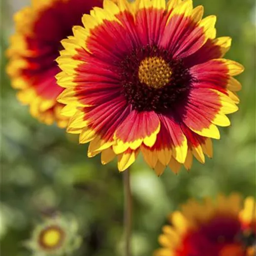 Gaillardia x grandiflora 'Kobold'
