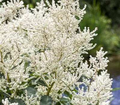 Aruncus dioicus Aruncus dioicus