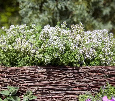 Thymus vulgaris 'Compactus' Thymus vulgaris 'Compactus'