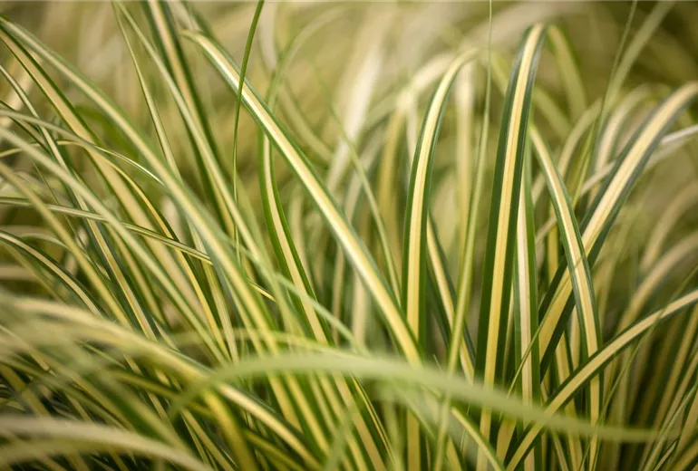 Carex oshimensis 'Evergold' Carex oshimensis 'Evergold'