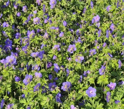 Geranium himalayense 'Gravetye'
