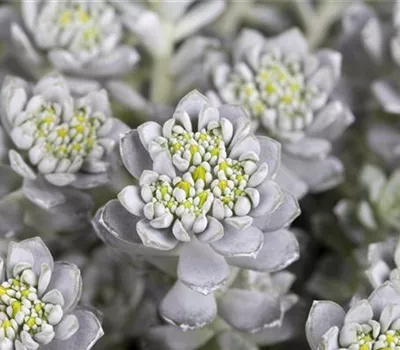Sedum spathulifolium 'Cape Blanco'