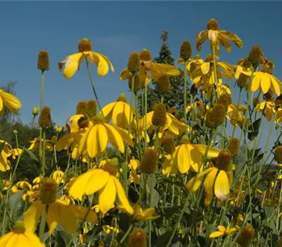 Rudbeckia nitida 'Herbstsonne'