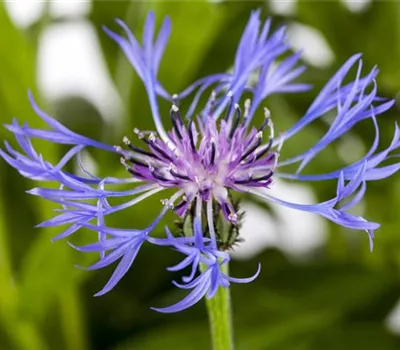Centaurea montana 'Grandiflora'