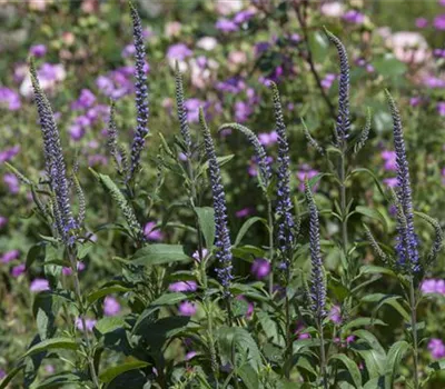 Veronica spicata