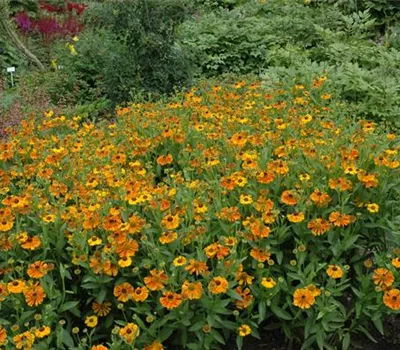 Helenium x cult.'Waltraut'