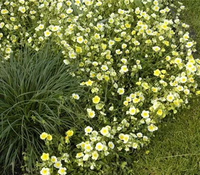 Helianthemum x cult.'Elfenbeinglanz'