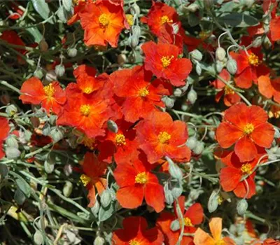 Helianthemum x cult.'Fire Dragon'