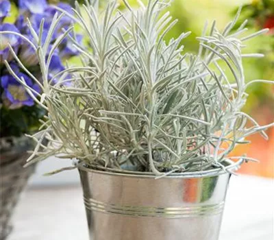 Helichrysum italicum