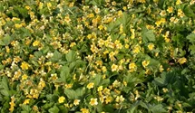 dnger gegen chlorose Purgrn Azaleen-Dnger 1 Liter