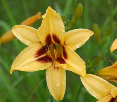 Hemerocallis x cult.'Bonanza'