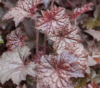 Heuchera micrantha 'Palace Purple', gen.