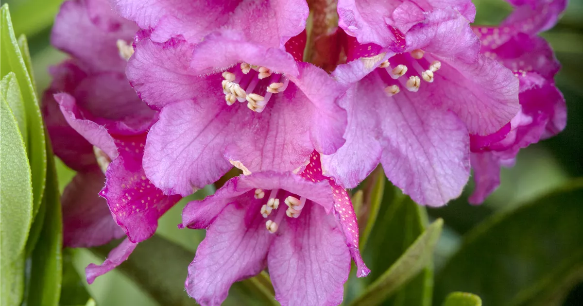 Rhododendron ferrugineum