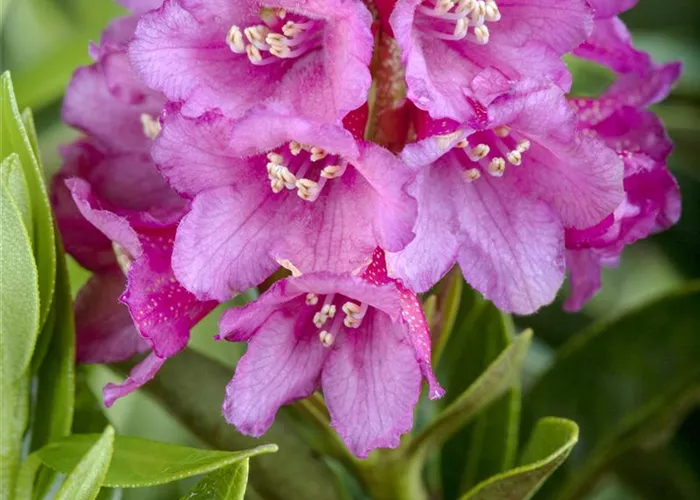 Rhododendron ferrugineum