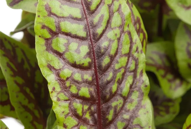 Rumex sanguineus Rumex sanguineus