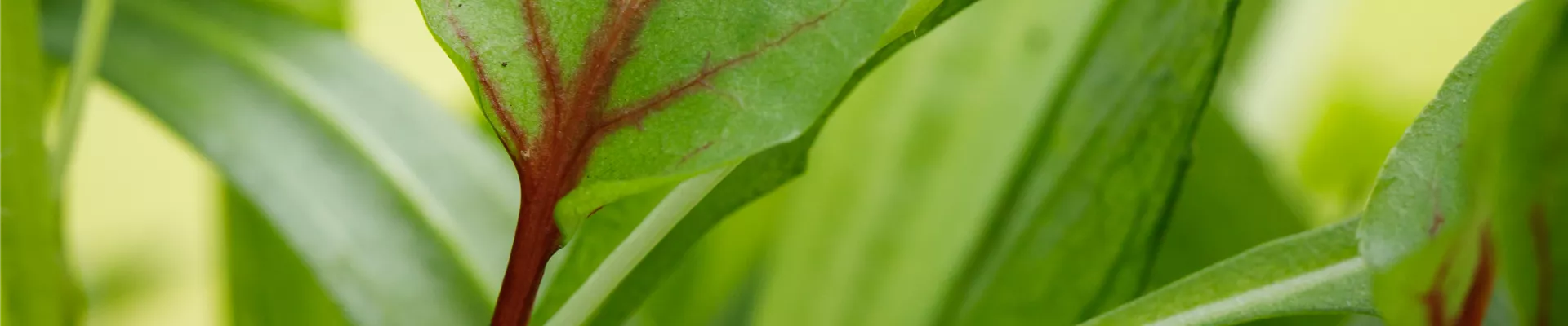 Rumex sanguineus Rumex sanguineus