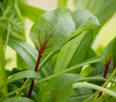 Gewürze für den Schatten Gewürze für den Schatten