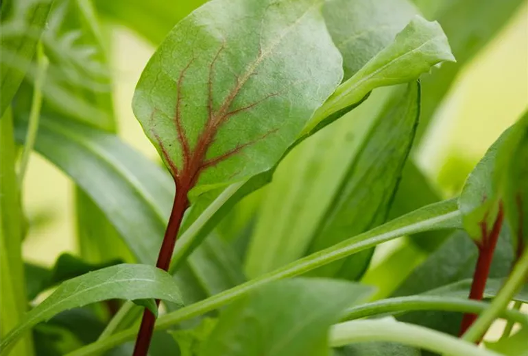 Rumex sanguineus Rumex sanguineus