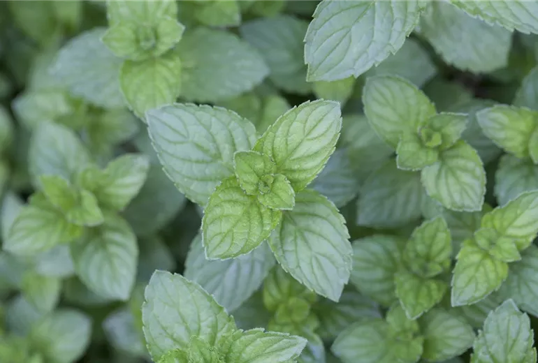 Mentha x piperita Mentha x piperita